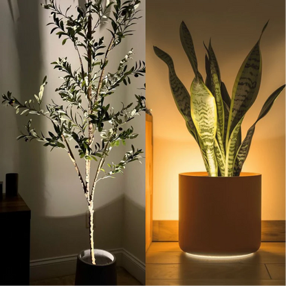 The Ambientify Flora wireless plant spotlight positioned at the base of a tall indoor olive tree, casting a warm upward beam in a styled living room corner with a linen sofa, sheer curtains and light oak flooring.